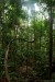 Bornejský prales 